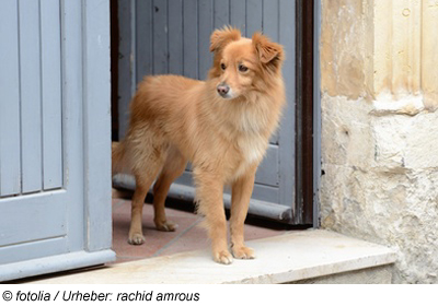 Sizilien Ferienhaus mit Hund